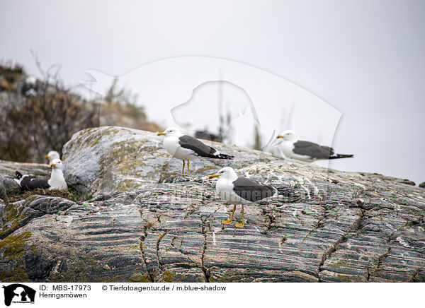 Heringsmwen / lesser black-backed gulls / MBS-17973