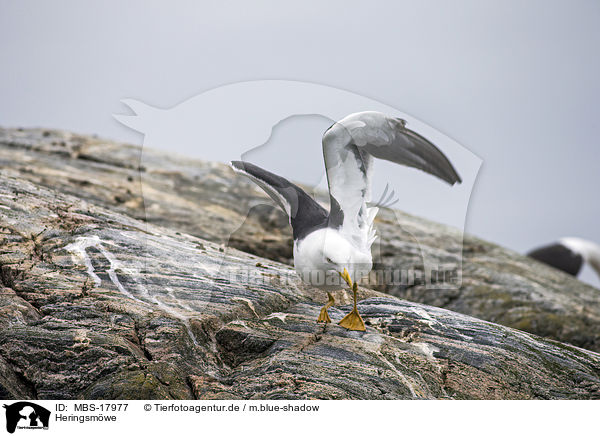 Heringsm�we / lesser black-backed gull / MBS-17977