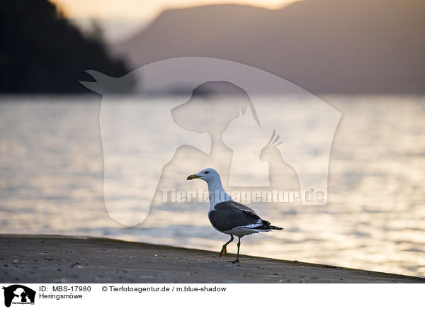 Heringsm�we / lesser black-backed gull / MBS-17980