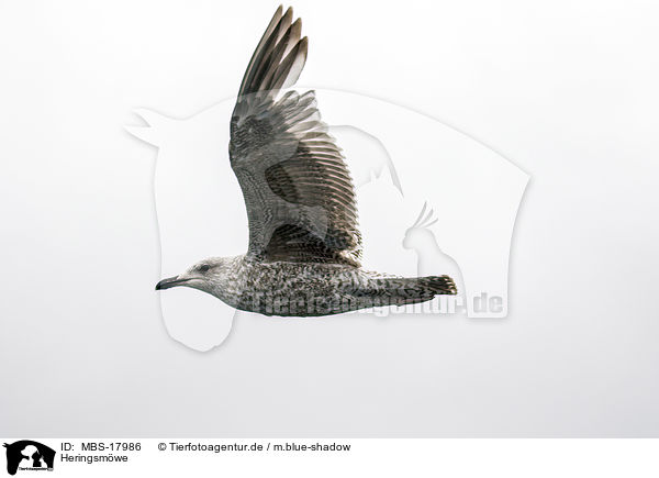 Heringsmwe / lesser black-backed gull / MBS-17986