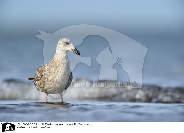 stehende Heringsm�we / standing Lesser black-backed Gull / DV-03655