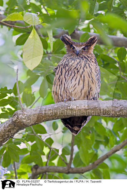 Himalaya-Fischuhu / tawny fish owl / FLPA-03257