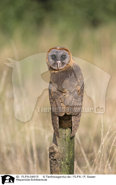 Hispaniola-Schleiereule / ashy-faced barn owl / FLPA-04615