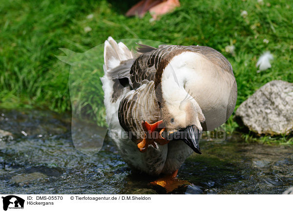 Hckergans / knob goose / DMS-05570
