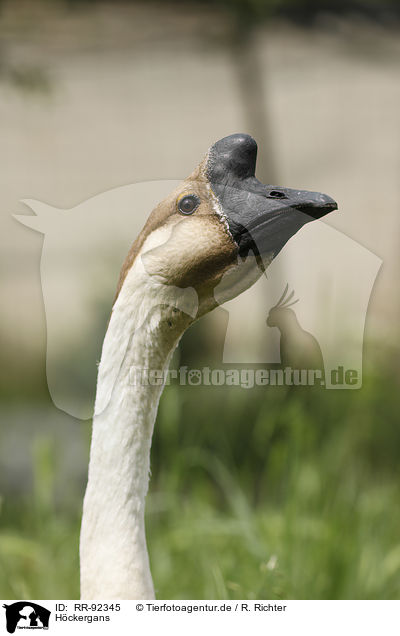 Hckergans / RR-92345