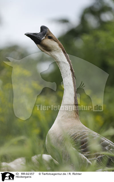 Hckergans / knob goose / RR-92357