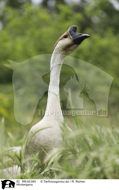 Hckergans / knob goose / RR-92360