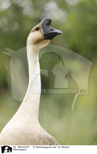 Hckergans / knob goose / RR-92372