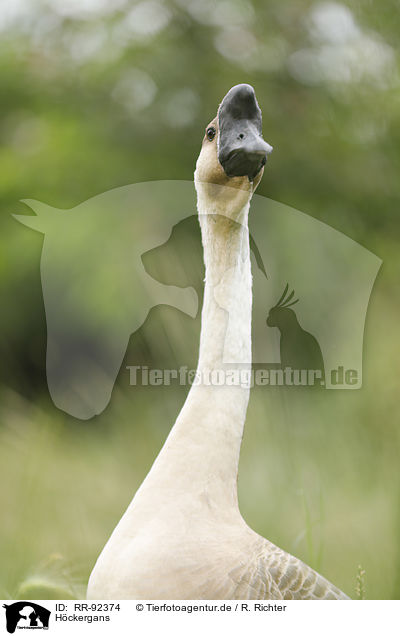Hckergans / knob goose / RR-92374