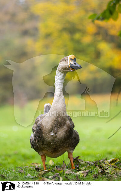 Hckergans / knob goose / DMS-14318