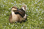 Hckergans