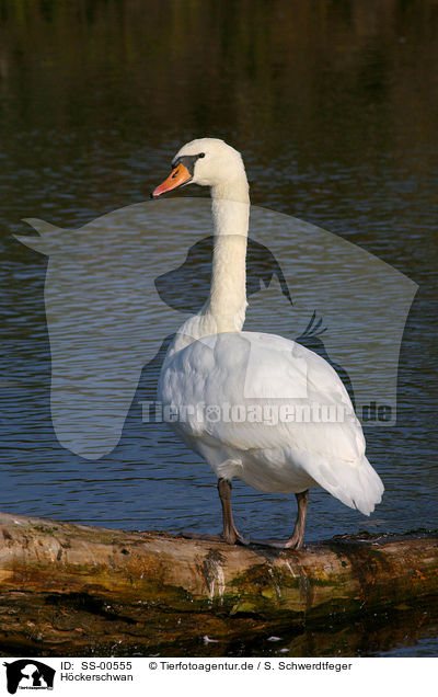 Hckerschwan / mute swan / SS-00555