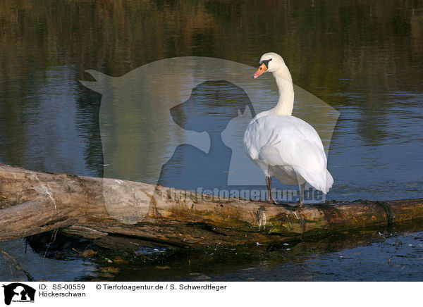 Hckerschwan / mute swan / SS-00559