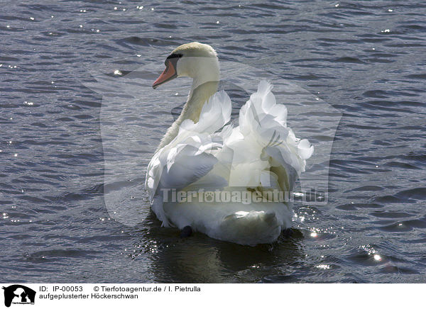 aufgeplusterter Hckerschwan / mute swan / IP-00053