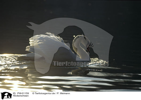 Hckerschwan / mute swan / PW-01159