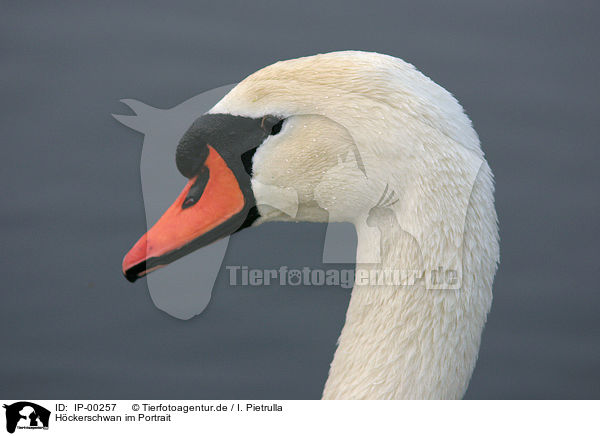 Hckerschwan im Portrait / Portrait of a Swan / IP-00257