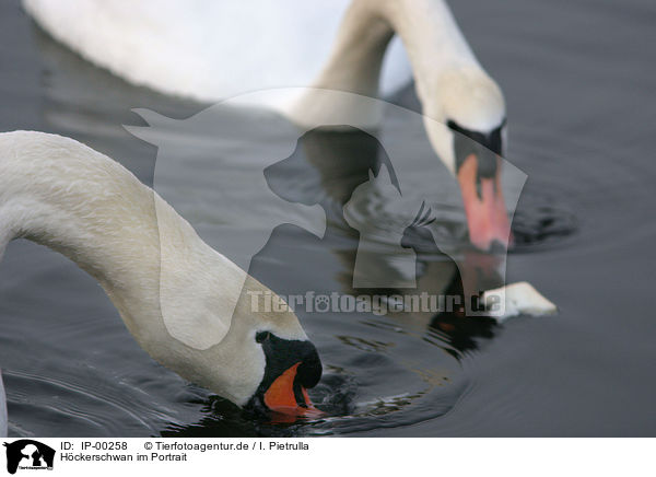 Hckerschwan im Portrait / Portrait of a Swan / IP-00258