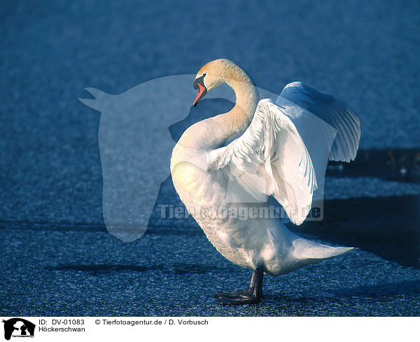 Hckerschwan / swan / DV-01083