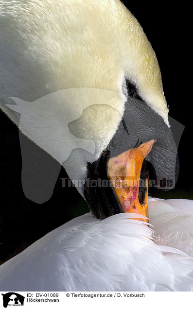 Hckerschwan / swan / DV-01089