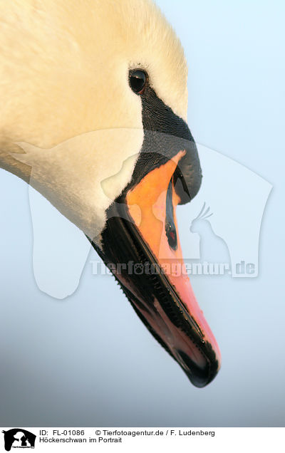 Hckerschwan im Portrait / mute swan portrait / FL-01086