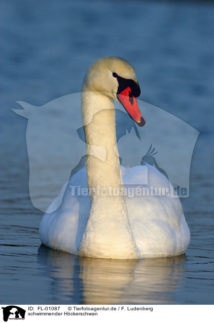 schwimmender Hckerschwan / swimming mute swan / FL-01087