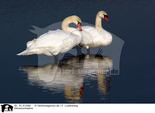 Hckerschwne / mute swans / FL-01090