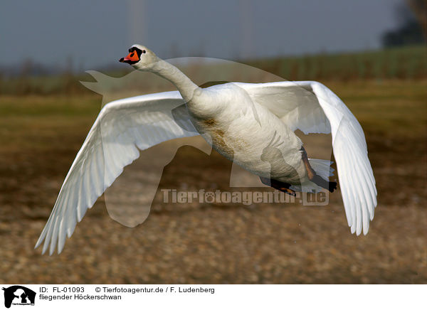 fliegender Hckerschwan / flying mute swan / FL-01093