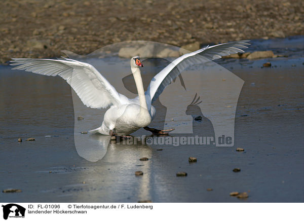 landender Hckerschwan / landing mute swan / FL-01096