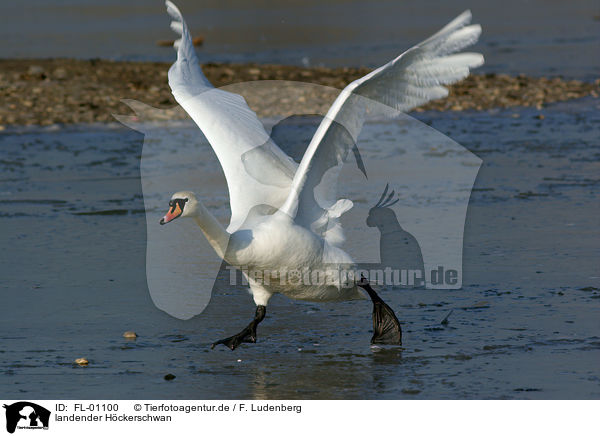 landender Hckerschwan / landing mute swan / FL-01100