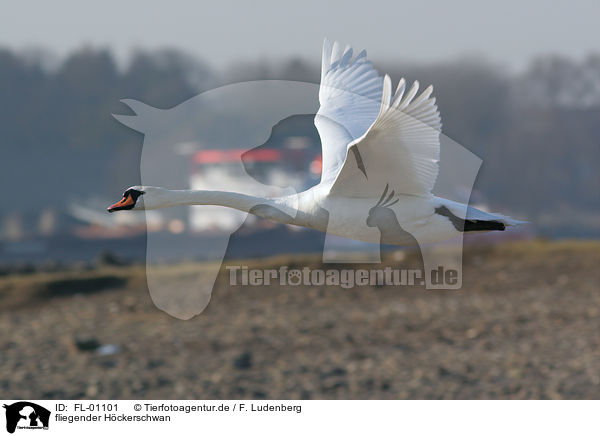 fliegender Hckerschwan / flying mute swan / FL-01101