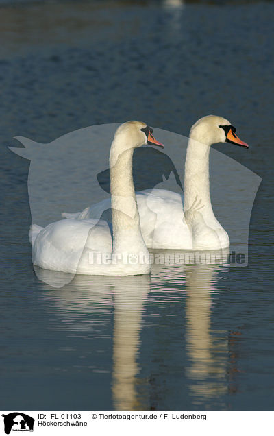 Hckerschwne / mute swans / FL-01103