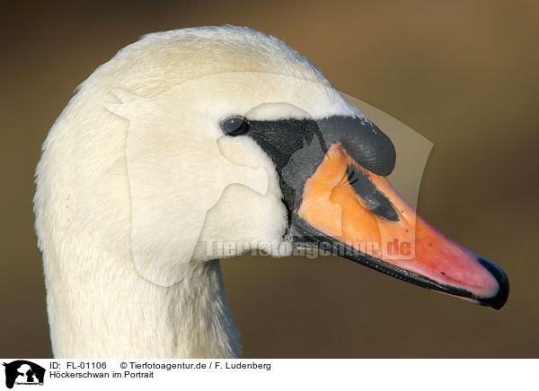 Hckerschwan im Portrait / mute swan portrait / FL-01106