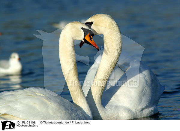 Hckerschwne / mute swans / FL-01108