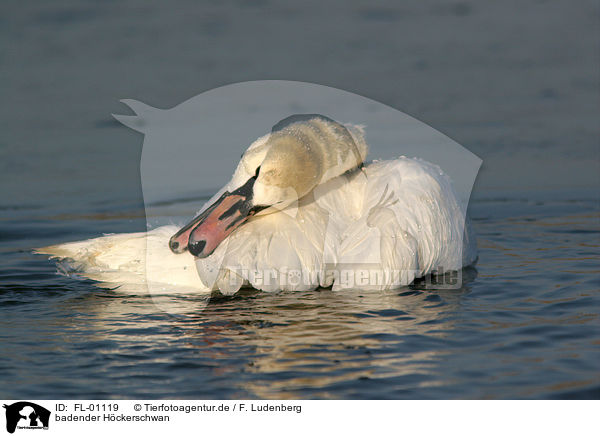 badender Hckerschwan / bathing mute swan / FL-01119