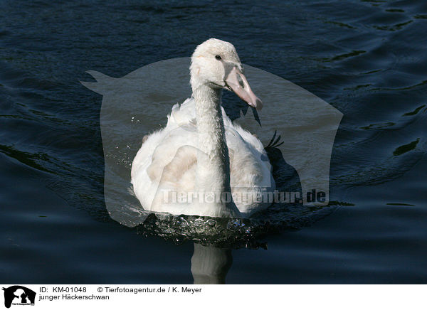 junger Hckerschwan / KM-01048