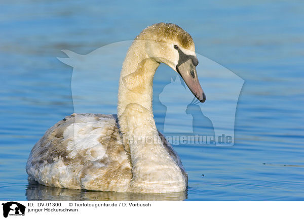 junger Hckerschwan / young mute swan / DV-01300