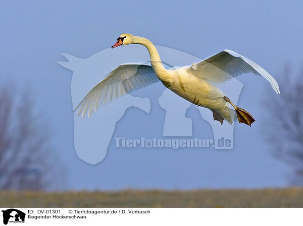 fliegender Hckerschwan / flying swan / DV-01301