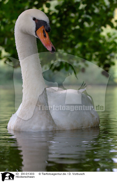 Hckerschwan / mute swan / DV-01303