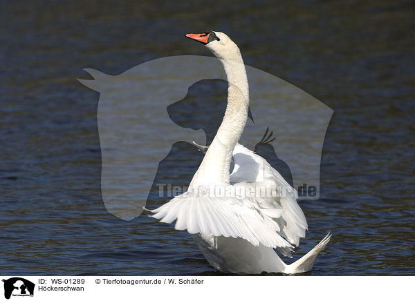 Hckerschwan / mute swan / WS-01289