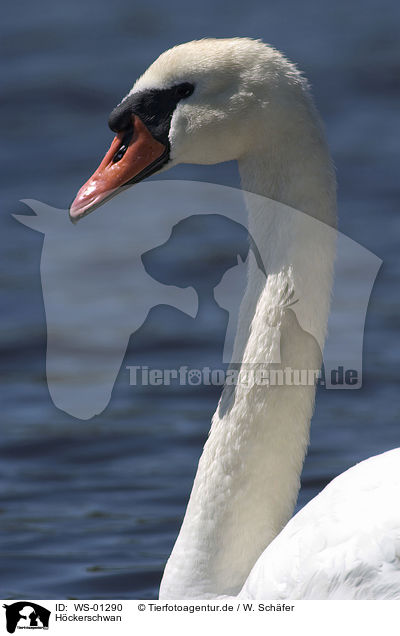 Hckerschwan / mute swan / WS-01290