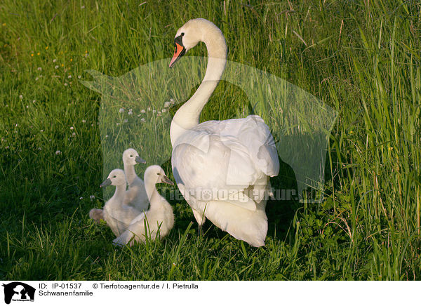 Schwanenfamilie / swan family / IP-01537