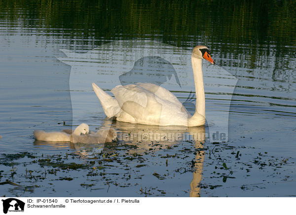 Schwanenfamilie / swan family / IP-01540