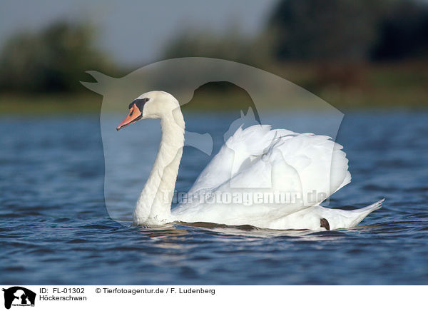 Hckerschwan / Mute Swan / FL-01302