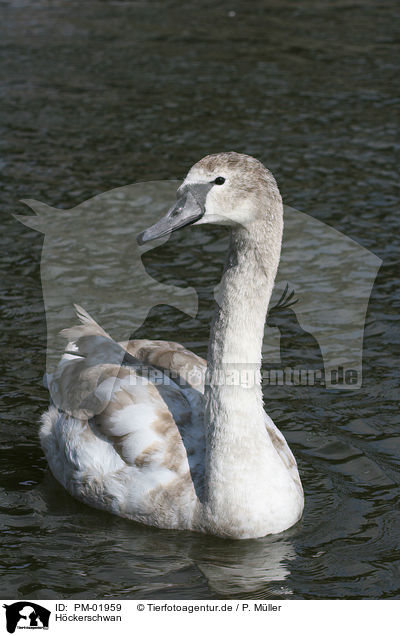 Hckerschwan / mute swan / PM-01959