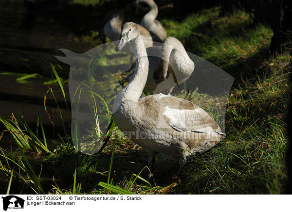 junger Hckerschwan / young mute swan / SST-03024