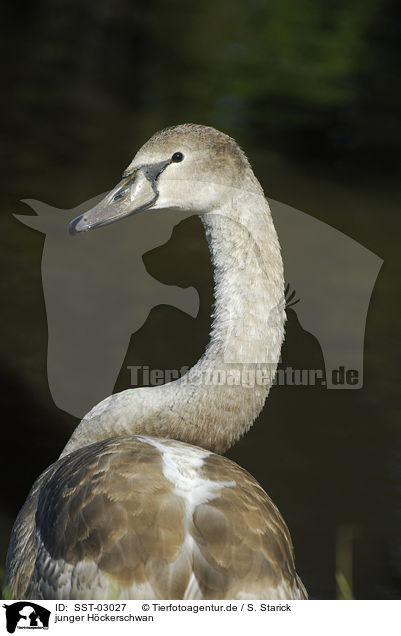 junger Hckerschwan / young mute swan / SST-03027