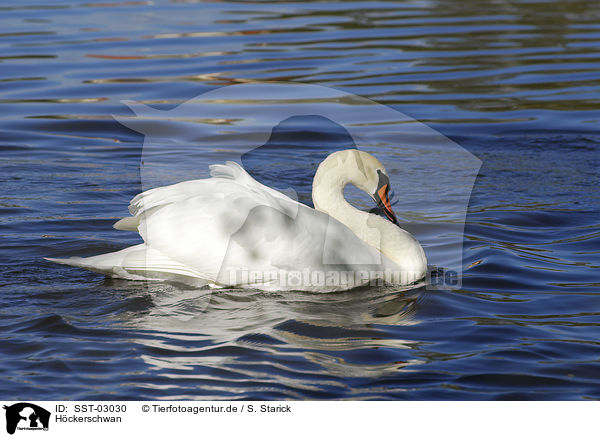H�ckerschwan / mute swan / SST-03030