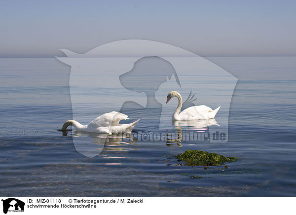 schwimmende Hckerschwne / swimming mute swans / MIZ-01118