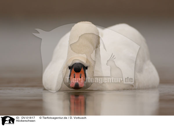 Hckerschwan / mute swan / DV-01817