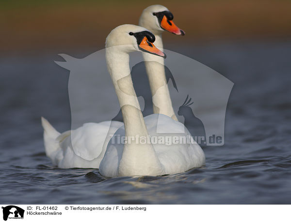 Hckerschwne / mute swans / FL-01462
